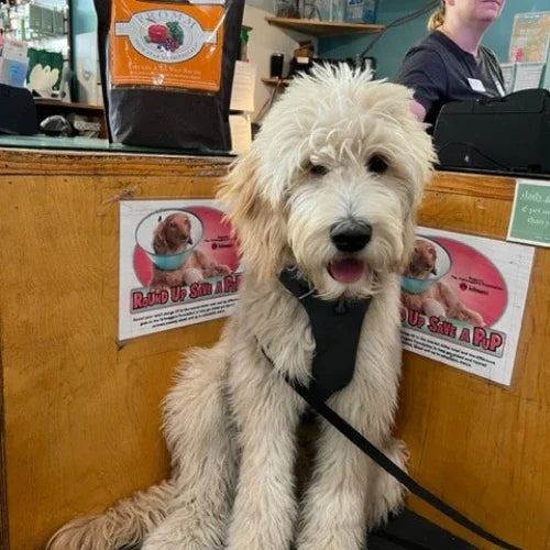 Inside Tailwaggers