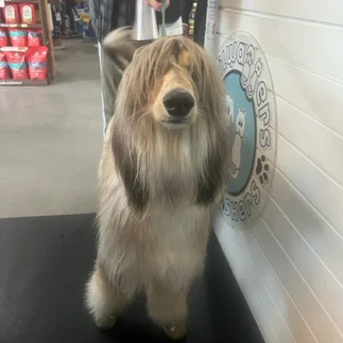 Inside Tailwaggers