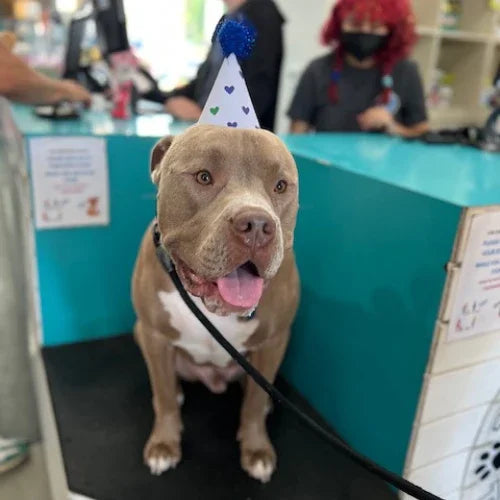 Inside Tailwaggers