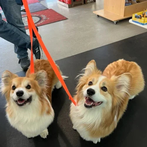 Inside Tailwaggers