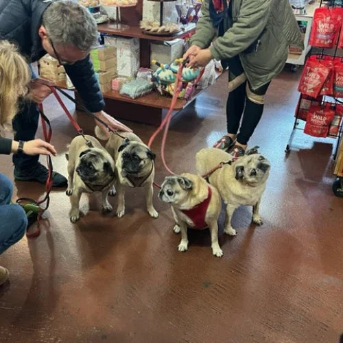 Inside Tailwaggers