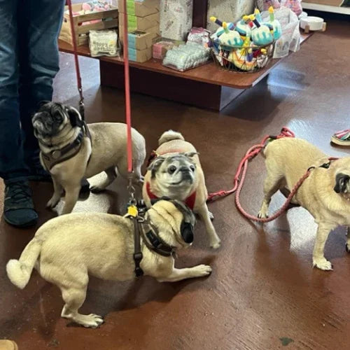 Inside Tailwaggers