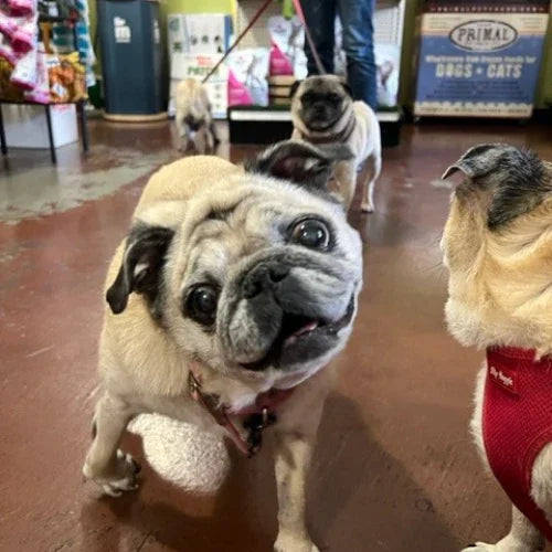 Inside Tailwaggers