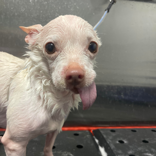 Dog being groomed