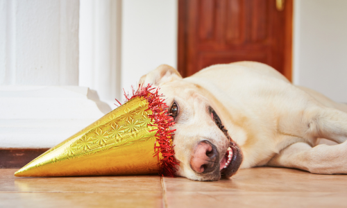 Dog with birthday hat