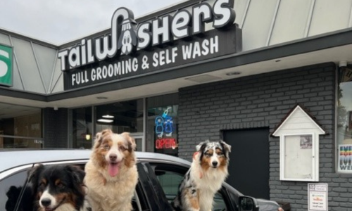 Dogs in front of Tailwashers