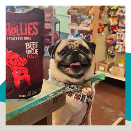Dog FoodDog with food