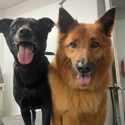 Dogs