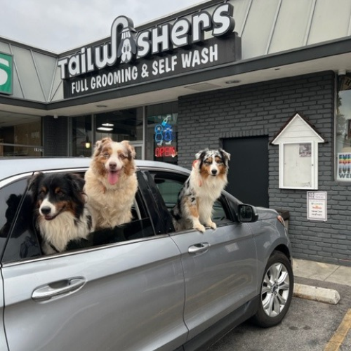 Dogs in front of grooming building