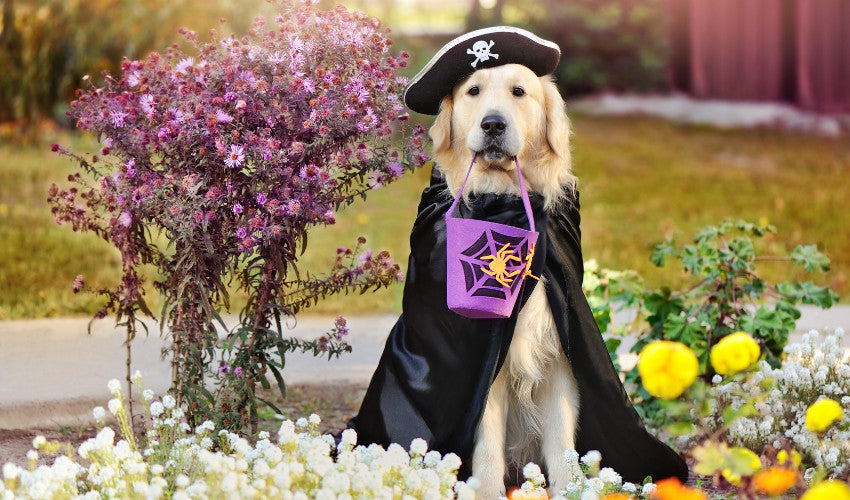 Pet Costumes 101: How to Choose a Comfortable and Safe Halloween Outfi Pet Costumes 101: How to Choose a Comfortable and Safe Halloween Outfi