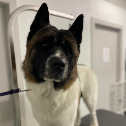 Dog being groomed