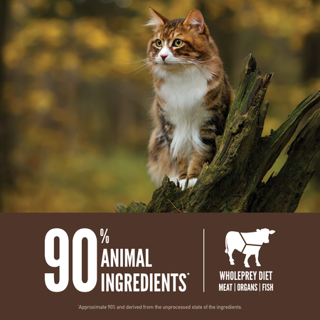 Orijen regional red hot sale dry cat food