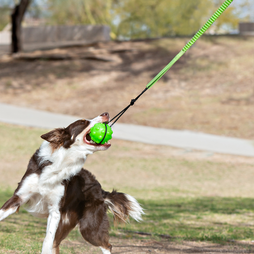 Jolly Pets Tree Tugger Bungee