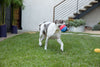 Jax & Bones Beach Ball Plush Dog Squeak Toy