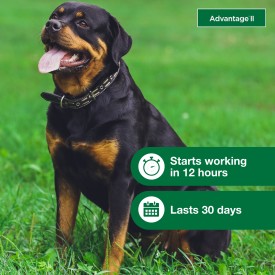 Advantage II XL Dog Vet-Recommended Flea Treatment & Prevention