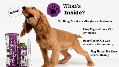Itchy Scratchy- For Pet Allergies