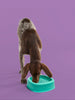 Yomp Dog BetterBowl