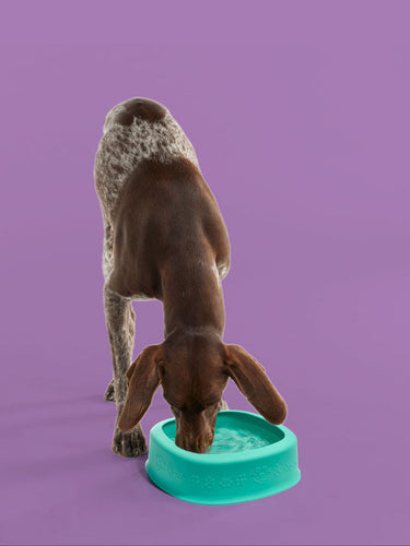 Yomp Dog BetterBowl