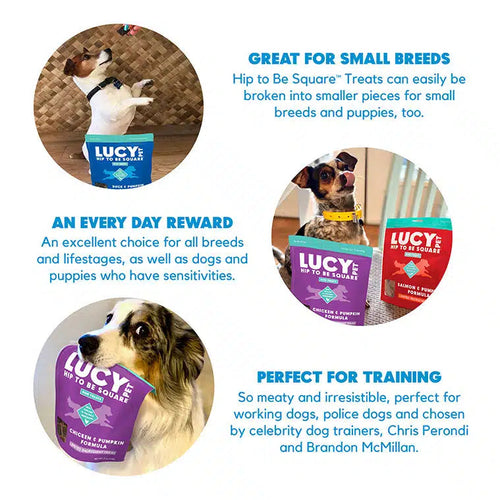 Lucy Pet Hip to Be Square™ Salmon and Pumpkin Dog Treats