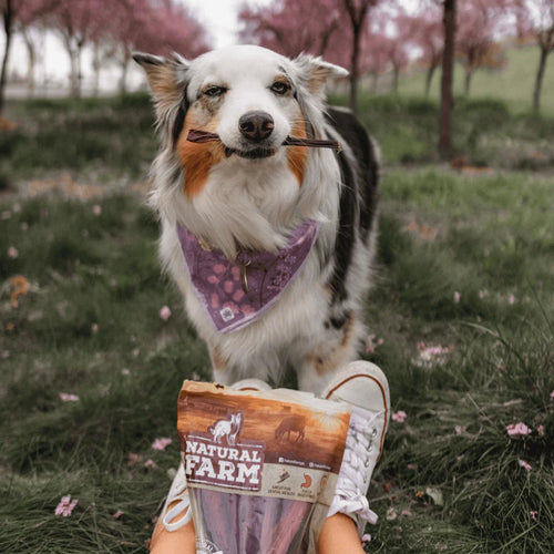 Natural Farm Pixie Bully Sticks Dog Treats