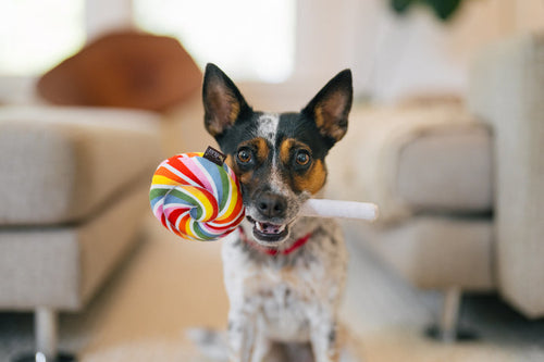 P.L.A.Y Snack Attack Lollipup